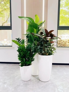 宁波江北盆景出租公司